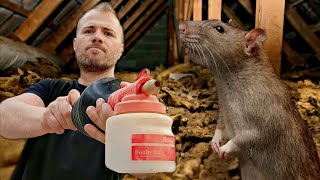 Répulsif  Comment faire fuir les RATS amp SOURIS dun grenier [upl. by Gorlin]