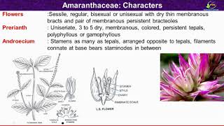 Amaranthaceae Family Characters Morphological and Floral Characters of Amaranthaceae Family [upl. by Nnaael]