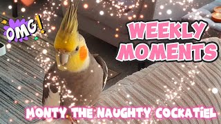 Monty The Naughty Cockatiels weekly moments ❤️❤️part 51❤️❤️ monty viral [upl. by Tenay]