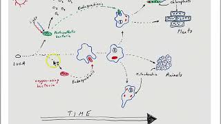 Endosymbiosis chloroplast [upl. by Gnot]