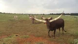 Watusi and Longhorns Fighting [upl. by Akcemat]