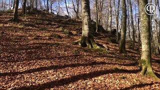 Fageda den Jordà santuari natural [upl. by Ainesey]