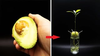 Growing AVOCADO Tree Time Lapse  127 Days [upl. by Nakre]