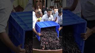 Grape stomping event at Clarks Exotica X Sula Vineyards [upl. by Gertie]