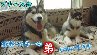 【子犬】友達ハスキー犬の家で超絶かわいいハスキー犬に会ってきた話 [upl. by Alvera]