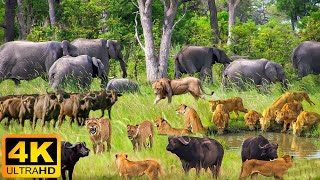 4K African Wildlife Simien Mountains National Park  Real Sounds of Africa  4K Video Ultra HD [upl. by Ferdinanda786]