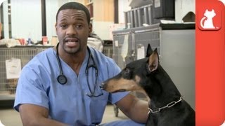 Demonstration on How to Pill Your Dog  Ask A Vet [upl. by Miyasawa390]