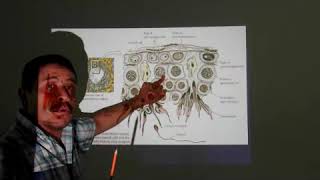 Barrera Hematotesticular Y Celulas De Leydig [upl. by Ahsiekam]