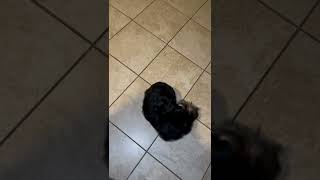 Cute biewer yorkshire terrier puppy [upl. by Yelsel]