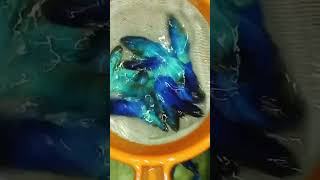 betta breeding Tamil bettafishfarm bettafish [upl. by Kcirtapnhoj]