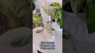 Эпипремнум Пиннатум Epipremnum Pinnatum цветы epipremnum pothosplant растения myplants garden [upl. by Karlis]