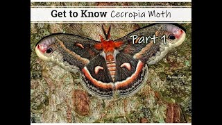 Get to Know the Cecropia Moth  Part 1 [upl. by Aerdnaed544]