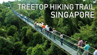 Treetop Walk Hiking Trail  Singapore Macritchie Reservoir [upl. by Acceber]