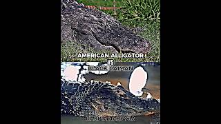 American alligator vs Black caiman edit crocodiles alligators caimans animals [upl. by Sualokin]