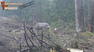 Råbock i flera klipp Trail Cam [upl. by Nedle539]