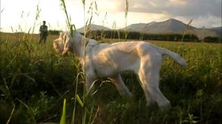 Spinone italiano starna 11 [upl. by Girard]