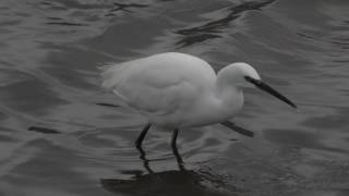 Herken de kleine zilverreiger Egretta garzetta [upl. by Adahs391]