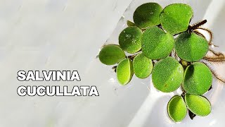 Salvinia CUCULLATA  Scheda Completa [upl. by Orazio]