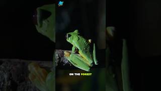 Gliding Leaf Frog animals wildwildlife wildanimals shots [upl. by Retnuh]