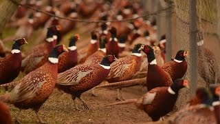 Hunting time Rounding up the birds at New York states last pheasant farm [upl. by Hook115]