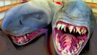 █▬█ █ 2 Headed shark found 2013 amazing 2 Headed shark Attack shocking 2 Headed هجوم سمك قرش [upl. by Leeban]