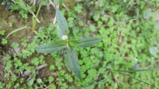 Environmental Experiencefalse daisyEclipta prostratabhringraj medicinal plant [upl. by Zaremski]