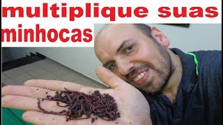 Aprenda a Multiplicar Minhocas Rapidamente em casa [upl. by Asiluy]