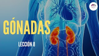 8 GÓNADAS FISIOLOGÍA DEL SISTEMA ENDOCRINO [upl. by Donnenfeld]