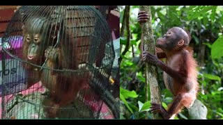 UPDATE on the rescue of the baby orangutan locked in a bird cage kept as a pet Bayi Orangutan [upl. by Mirabella391]