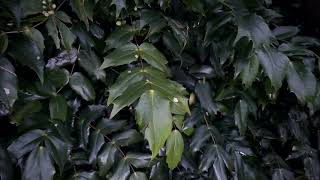 Pruning Mahonia  Burncoose Nurseries [upl. by Ursala]