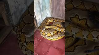 Viral Giant snake and ptyas carinata animals shorts [upl. by Stephanus427]