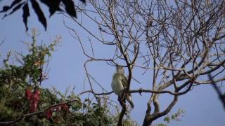 El canto del Pájaro Campana en la reserva de Pikyry [upl. by Rebmaed]