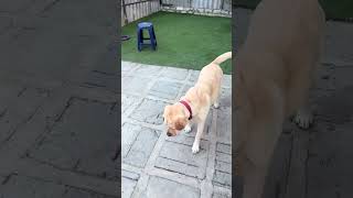 Cirilla labrador fanny video puppy puppydogandpuppy cute labrador ciri [upl. by Anavas]