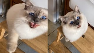 BEST VIDEO OF BIRMAN CATS [upl. by Skilken115]