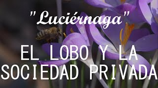 El Lobo y la Sociedad Privada  Luciérnaga LETRALYRICS [upl. by Novick359]