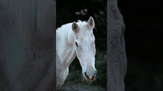 Blindes Pferd  blind horse Videography Video Horses Soulhorse professionalvideoediting blind [upl. by Hajin940]