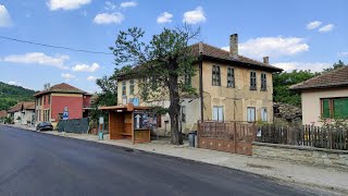 Only Old Chestnut Castanea sativa Tree in Triavna  Why so rare in Bulgaria [upl. by Aivilys]