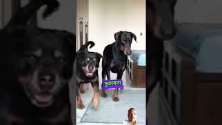 tiger vs rottweiler fight dogdoberman rottweileranimalsamazingfactswildvspetwildlifeinvasion [upl. by Acissev]