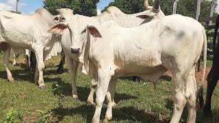 PREÇO DO BEZERRO NELORE BRANCO MELHORANDO EM ICARAÍ DE MINAS GERAIS ACHEI UMA PROPOSTA DE 160000 [upl. by Notslah]