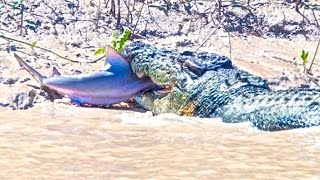 Crocodile Attacks Shark in Australia  Brutus Croc attacks amp eats Shark [upl. by Ivad]