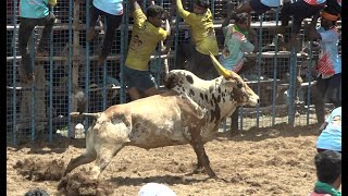 சத்திரப்பட்டி ஜல்லிக்கட்டு 2023 Videos 02  Chatrapatti Jallikattu 2023 Videos 02 [upl. by Lougheed476]