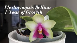 Phalaenopsis Bellina Orchid  Before  After One Year of Growth  Summer Species Phalaenopsis Care [upl. by Alracal]