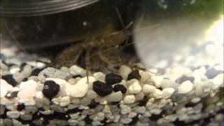 male and female asellus aquaticus  mating waterlouse aquatic sowbug [upl. by Sheeb]