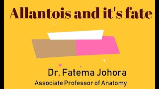 3 in 1 Fate of Allantois II Fate of Vitellointestinal duct II Connecting stalk II Explained easily [upl. by Llehsar504]