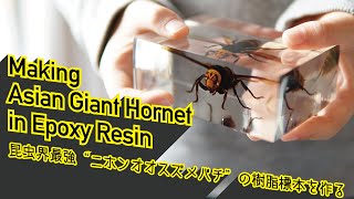 オオスズメバチの樹脂標本を作る  Making Asian Giant Hornet in Epoxy Resin [upl. by Golanka]