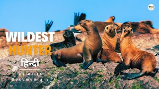 Wildest Hunter  हिन्दी डॉक्यूमेंट्री  Wildlife documentary in Hindi [upl. by Brnaba]