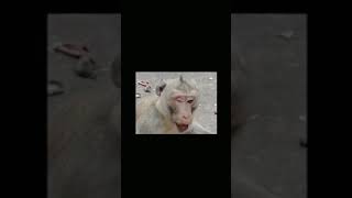 Story of monkeys death [upl. by Arval]