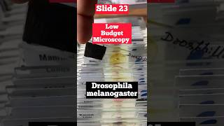 Drosophila melanogaster Under Microscope fruitfly [upl. by Clementis151]