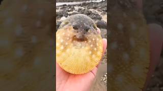 fish pufferfish aquarium thefishfans fishing puffer animalsoceanfishtankvlog fishaquarium [upl. by Seugram]