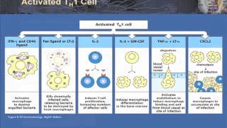 T Cell Effector Function Part 1  TH 1 and 2 in Granulomatous Infection Autoimmunity and Allergy [upl. by Statis]